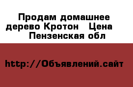 Продам домашнее дерево Кротон › Цена ­ 4 000 - Пензенская обл.  »    